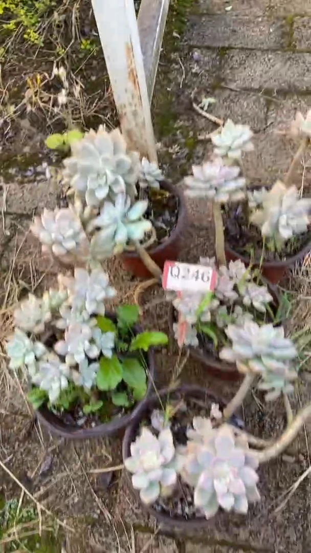 Q246多肉组合默认脱土发货