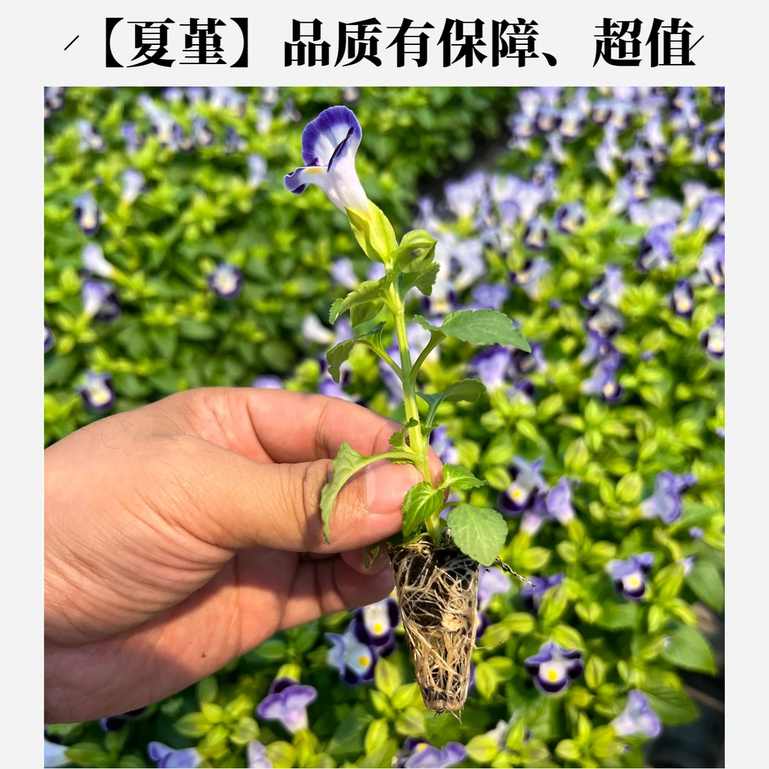夏堇千日红鸡冠花长春花醉蝶花四季种植阳台庭院室内外花卉种苗