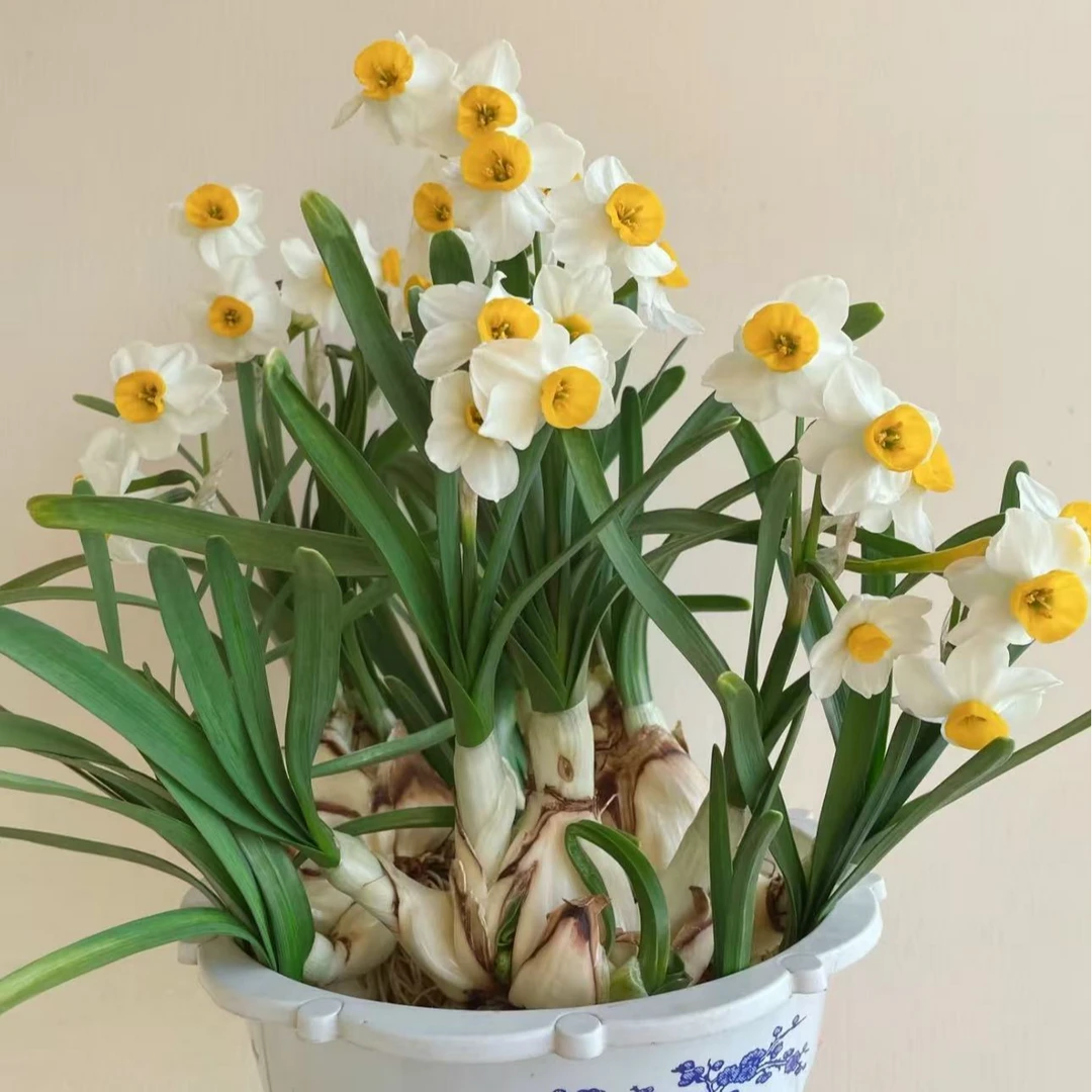 水仙种球 任意2单以上发货包邮鲜花直发