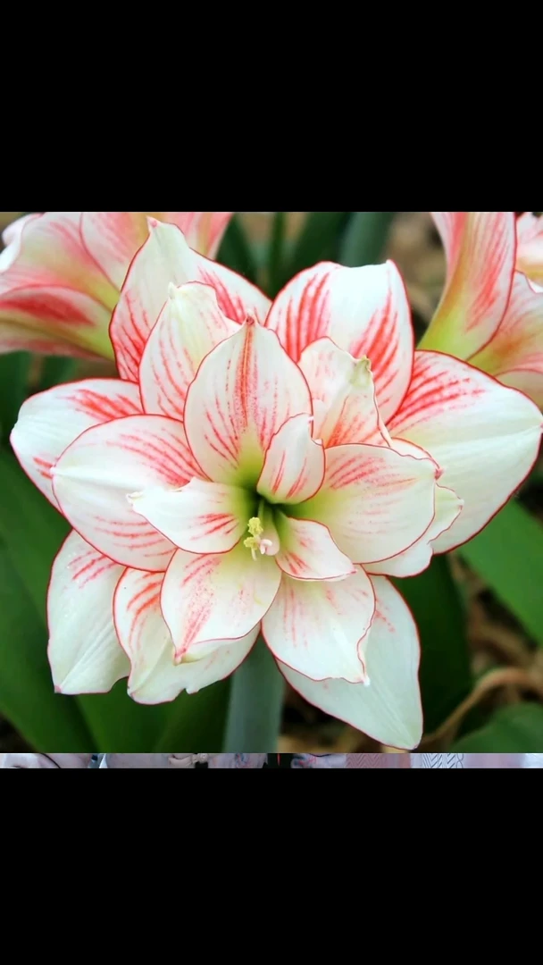 朱顶红大唐5厘米