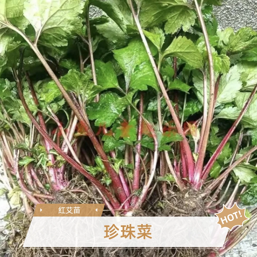 红艾鸭脚艾食用白姨妈菜花蒿甜菜姨妈菜珍珠菜白茼蒿菜真珠花菜