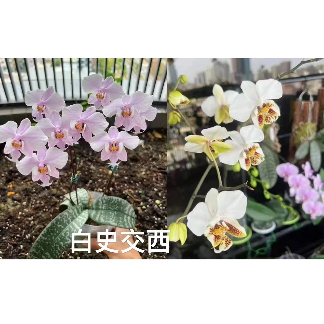 元旦福利《西交白史》（2.5寸） 纯苗（实生）（2颗）轻微叶瑕，少许空根