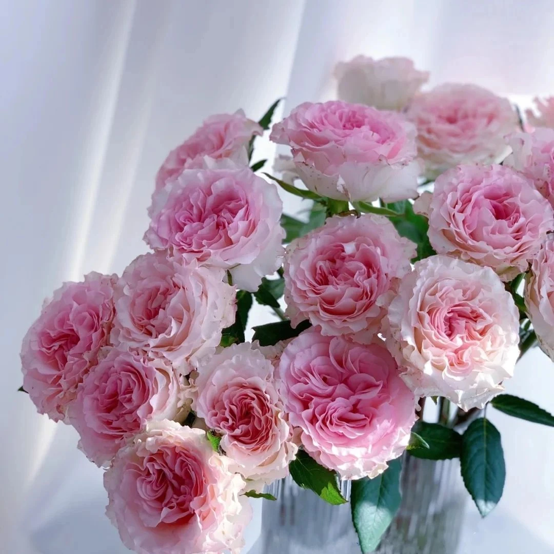 {洛神玫瑰}云南高品质鲜花 全场鲜花任意两单及以上包邮