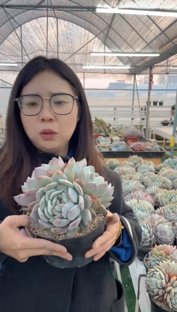 【闪购商品】126-三头橙梦露带盆土18