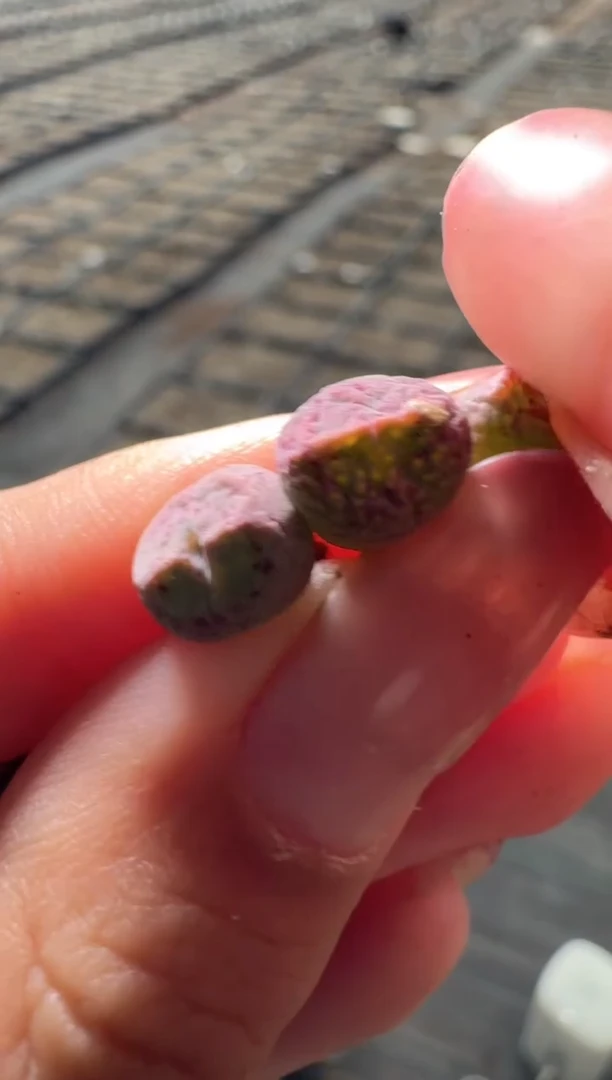 86多肉植物小饺子一颗