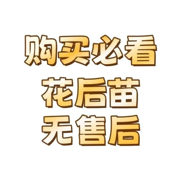 【花后苗】精品蝴蝶兰花室内阳台办公室高端花卉绿植盆栽