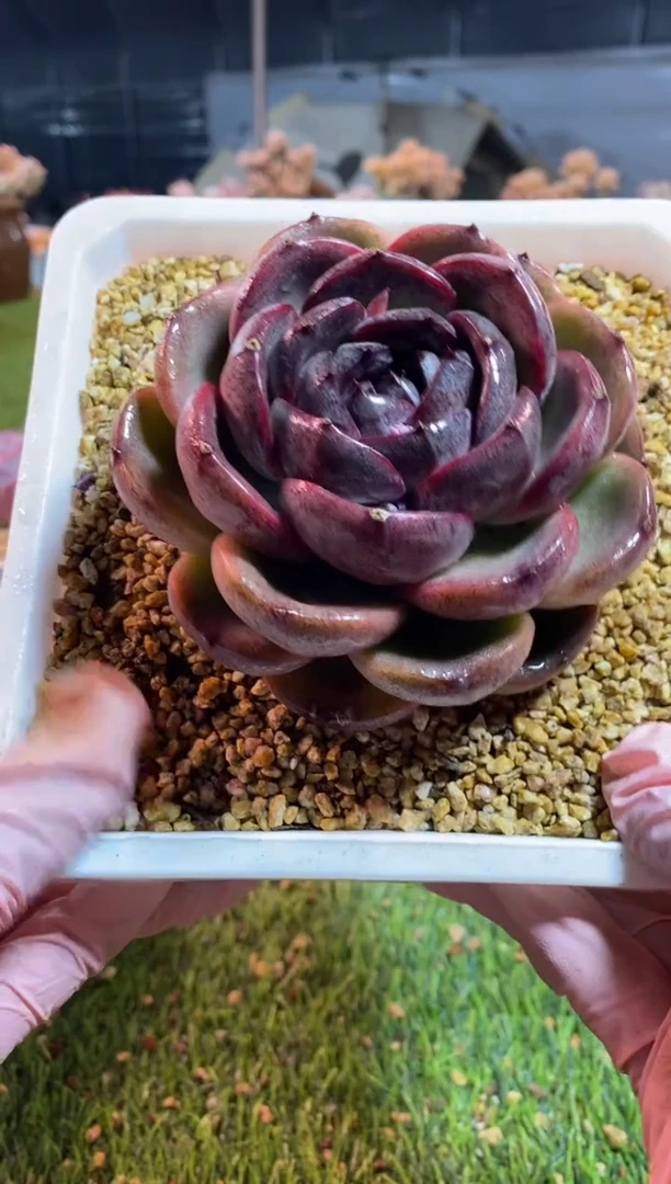 【闪购商品】0541a