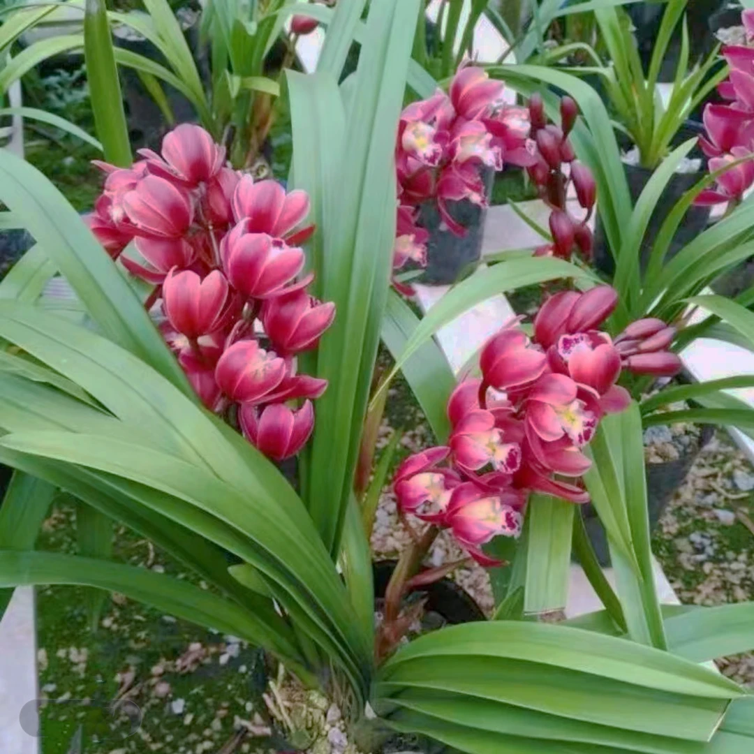 【红宝石带花苞花剑】兰花年宵花室内花卉绿植好看浓