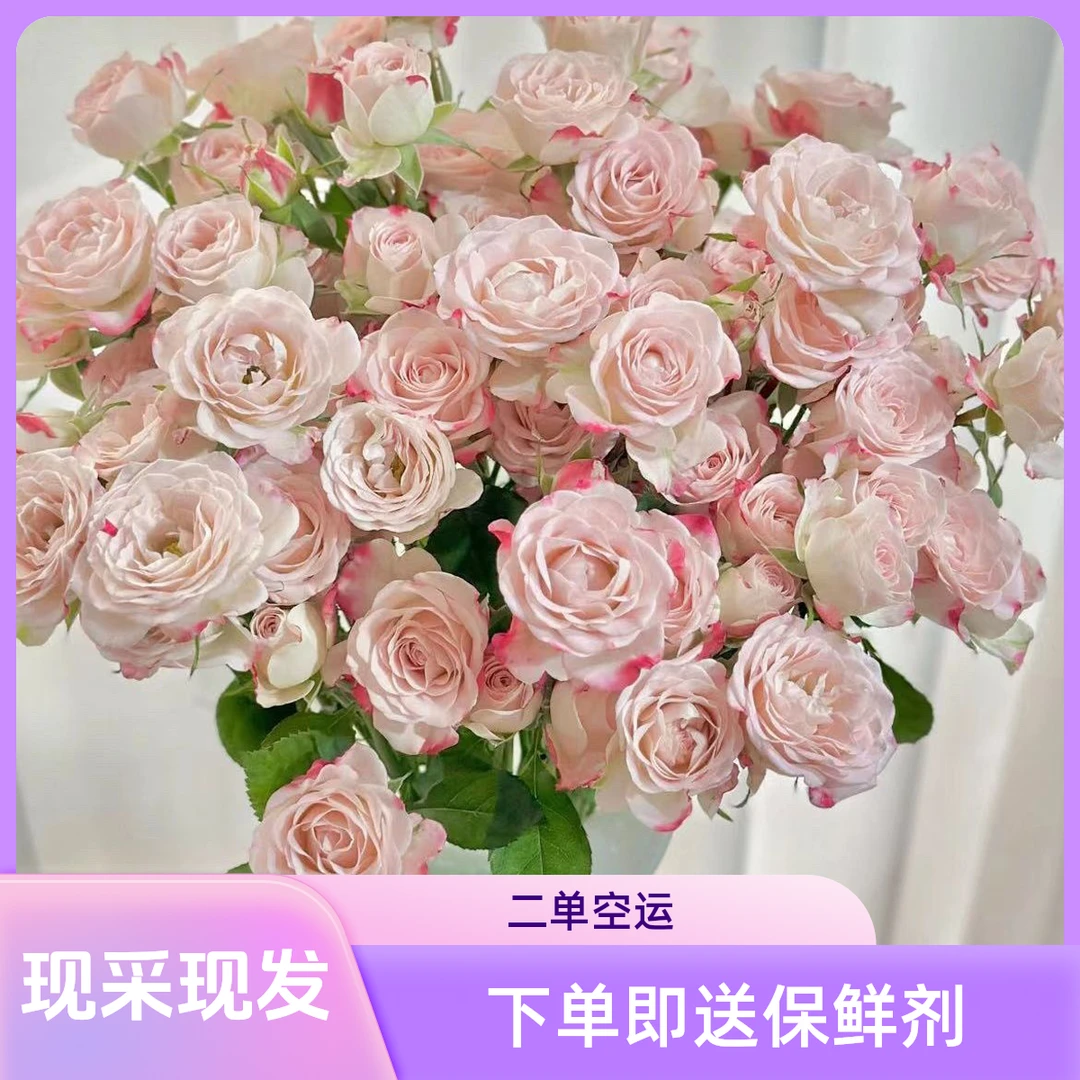 【之桃花卉】折射多头玫瑰 两单包邮 云南昆明发货 8枝+2枝损耗