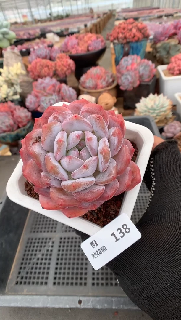 138蒙克多肉植物