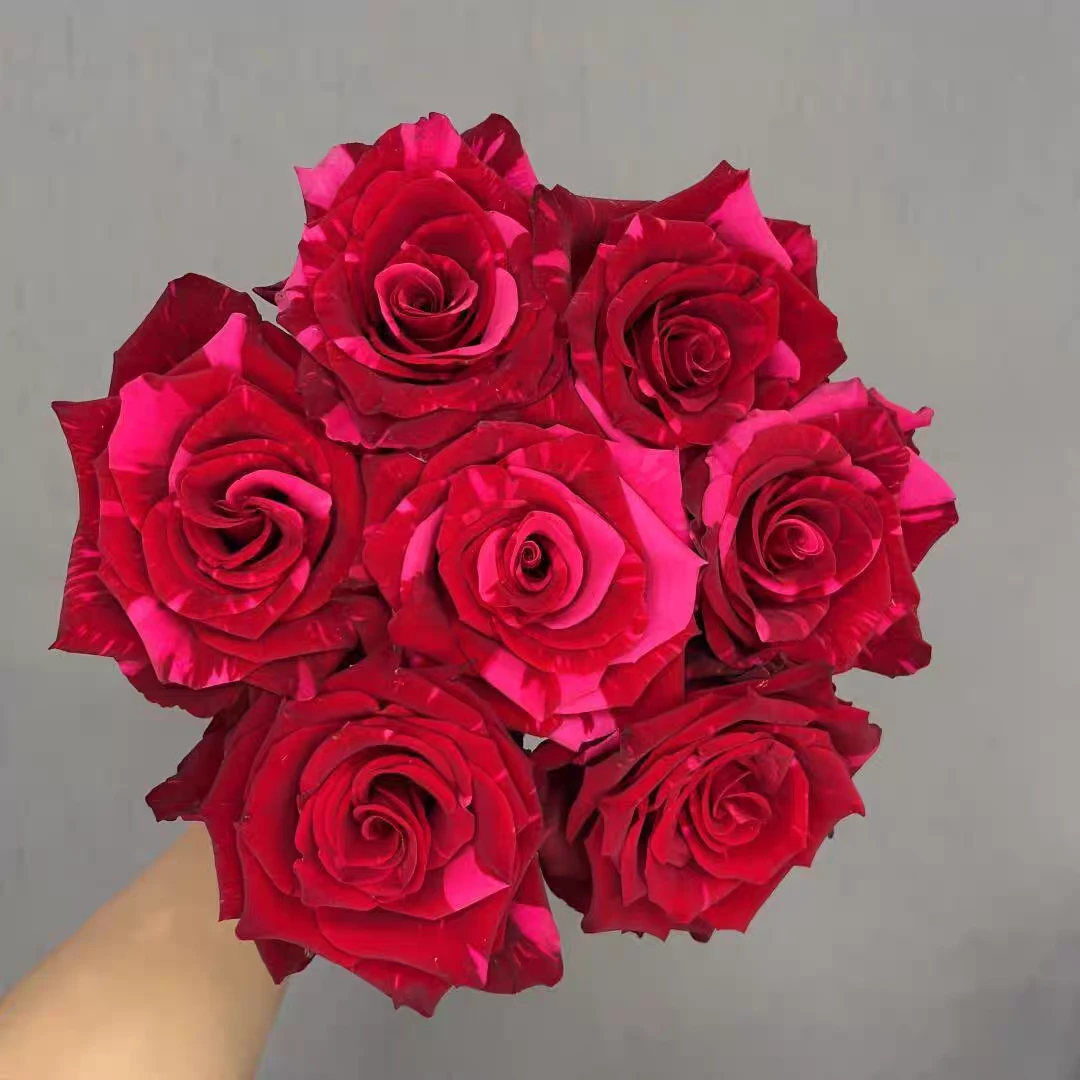 【3颗包邮】红色豹子 新品切花小苗 厄瓜多尔进口暗红色条纹多季开