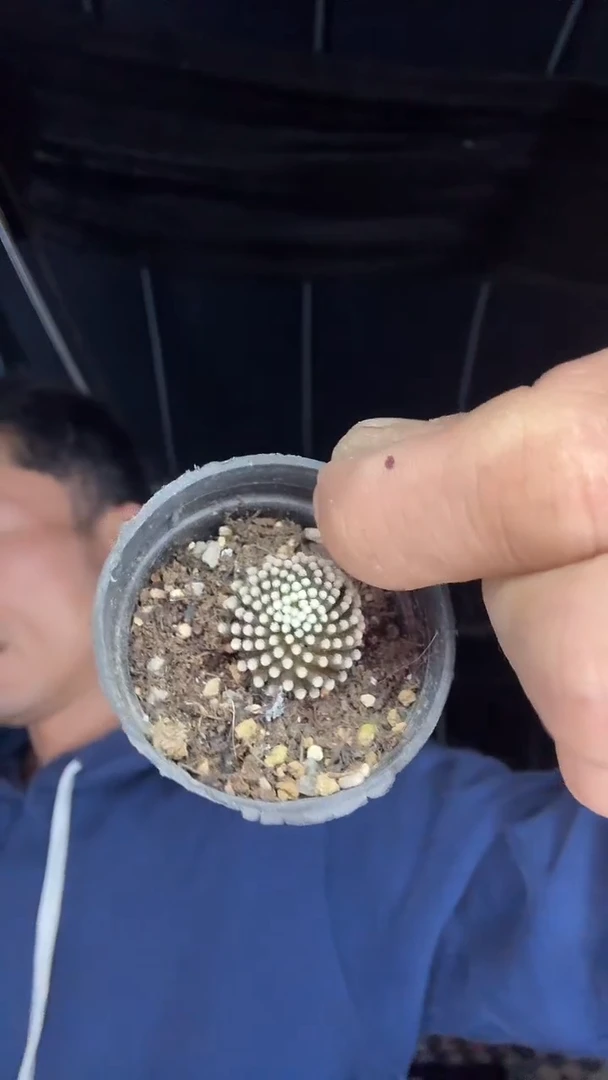 自根松针牡丹19.99