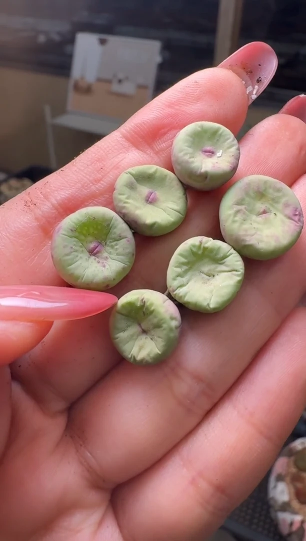 1-61多肉植物肉锥红嘴一颗