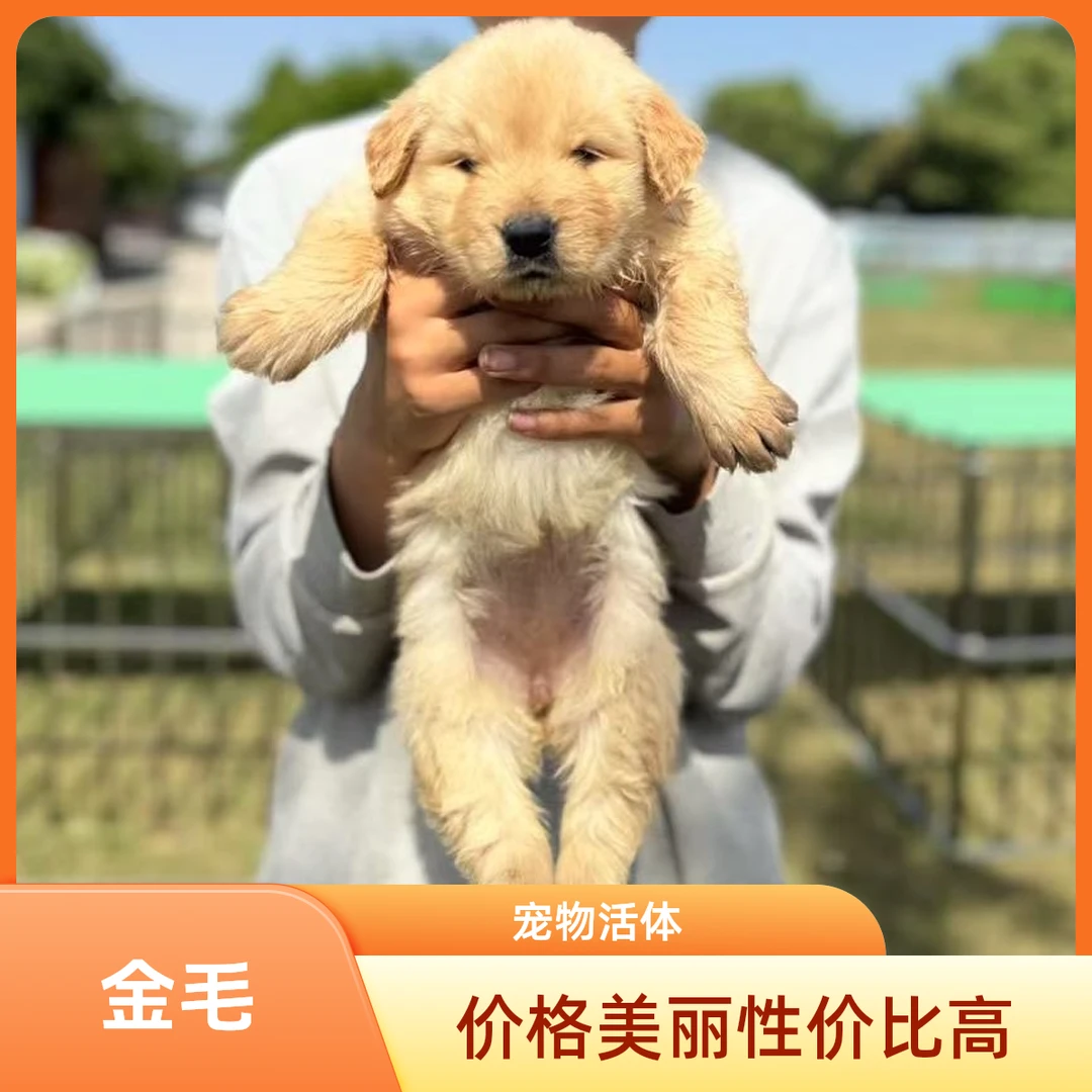 <猫狗多多俱乐部>宠物活体链接金毛/阿拉斯加/马犬/柯基/边牧