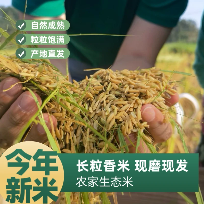 【25年新米】贵州高山梯田大米正宗梯田长粒香清香软糯煲仔饭