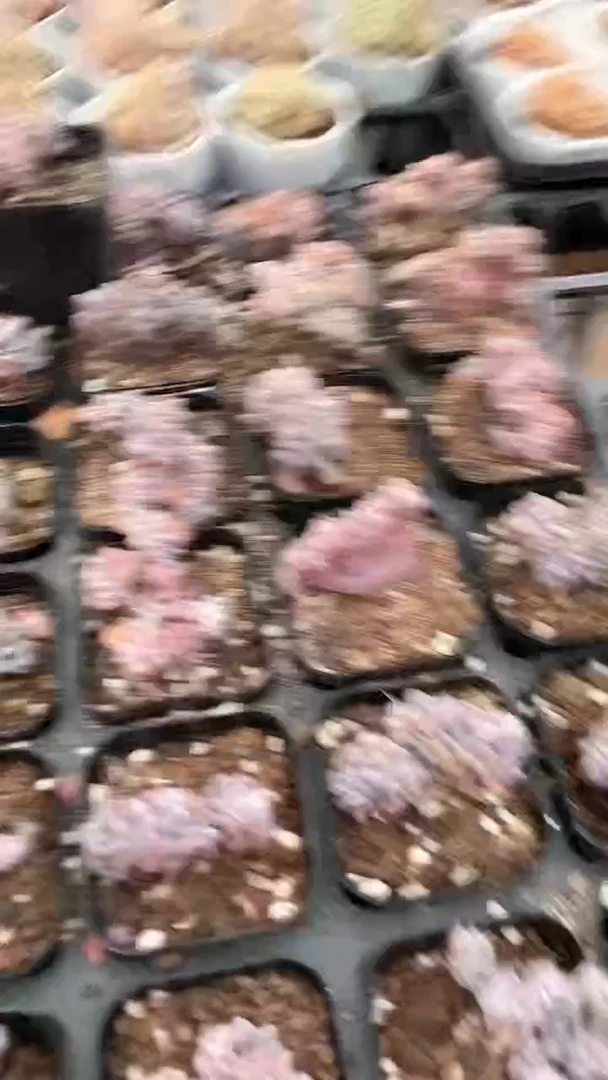 【闪购商品】65盆缀化雪精灵多肉