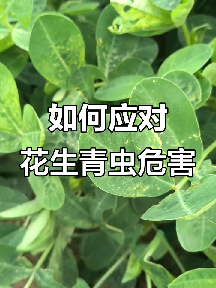 【李真农资】（进口）花生抗性青虫管理方案