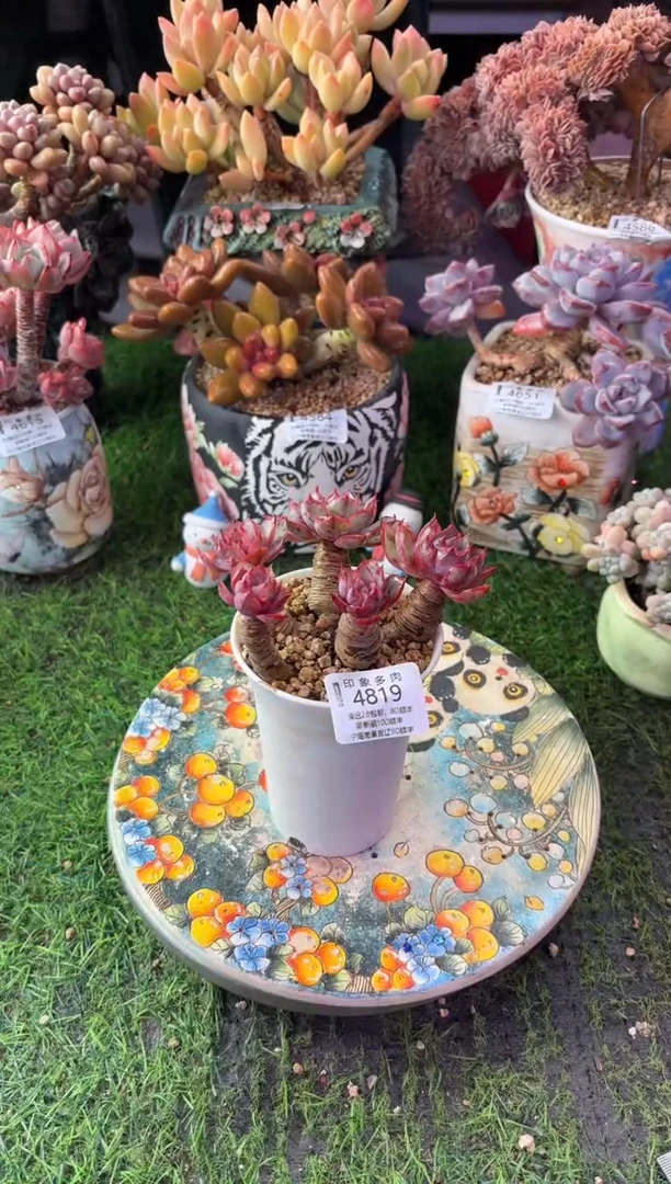 昆明印象多肉4819