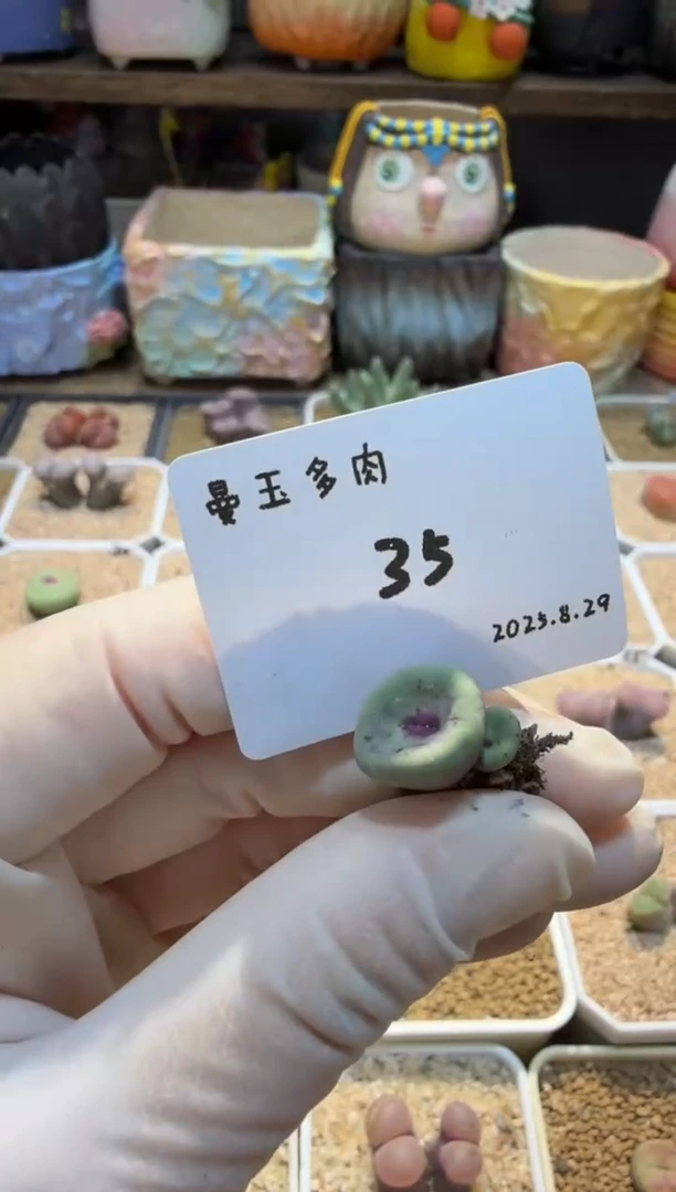 澎*25.8.29-35澎鱼