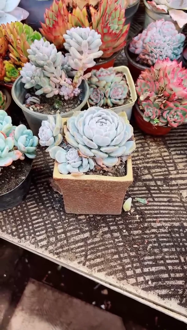 苏*多肉植物一物一拍17256