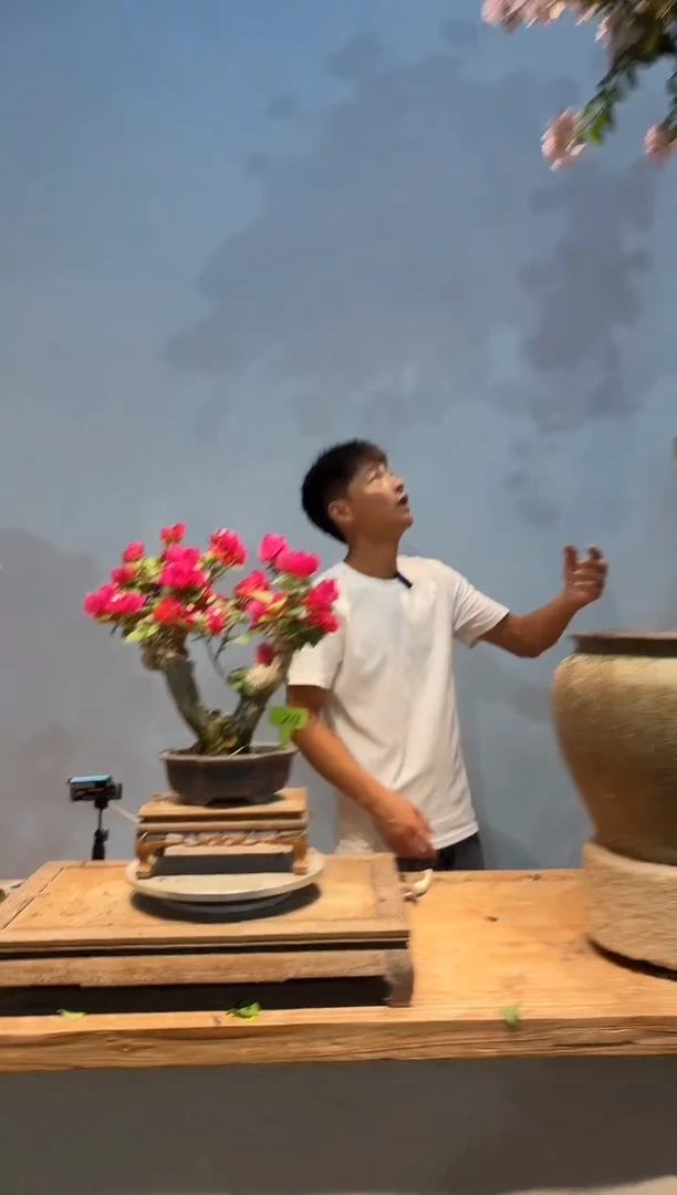 无花朵棒**@三角梅专场一物一拍24