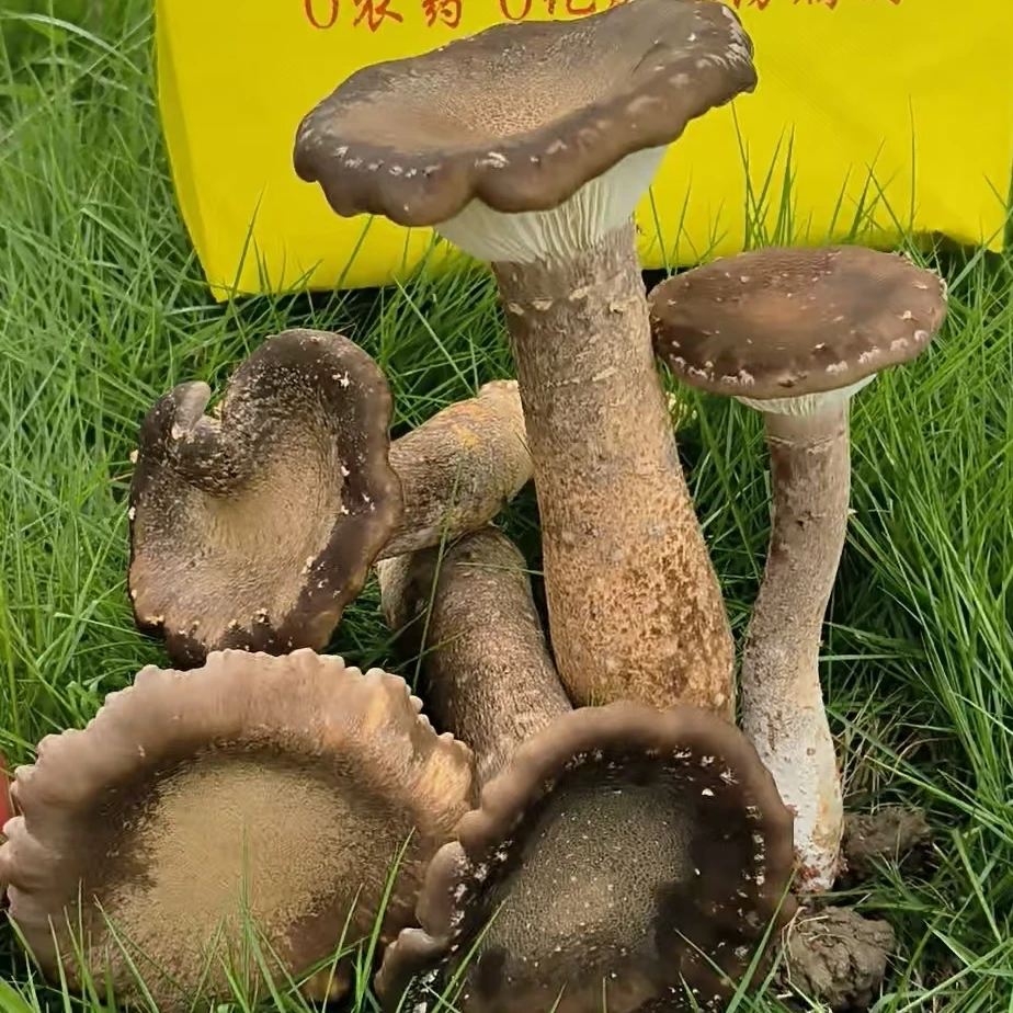 月香茸菌菇三无产品无化肥无农药无保鲜剂的无公害食用菌全新品种