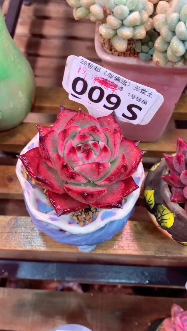 009S（一物一拍，精品多肉，所见即所得 ）