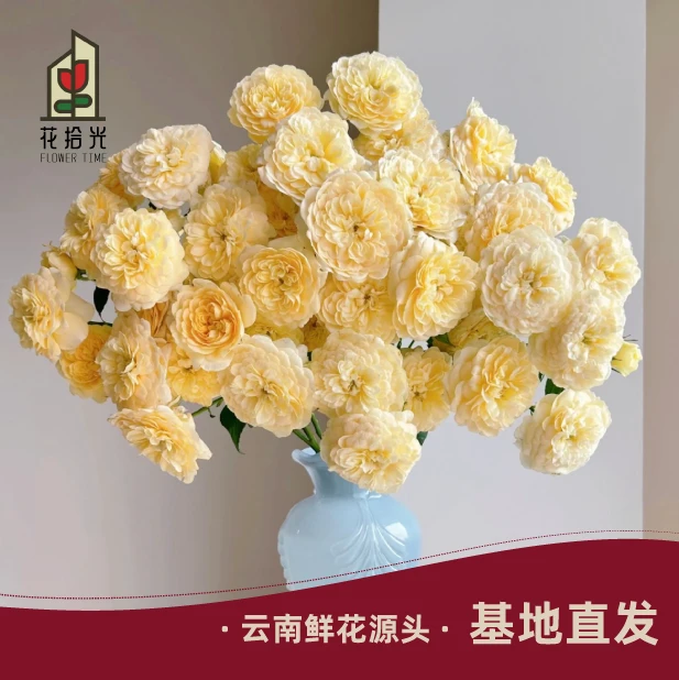 【稀有果汁】【5度以下拍保温棉】蜜柚果汁多头玫瑰 一束难求