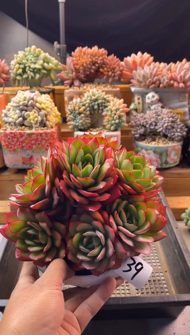 12.21-39牡丹亭1111111111