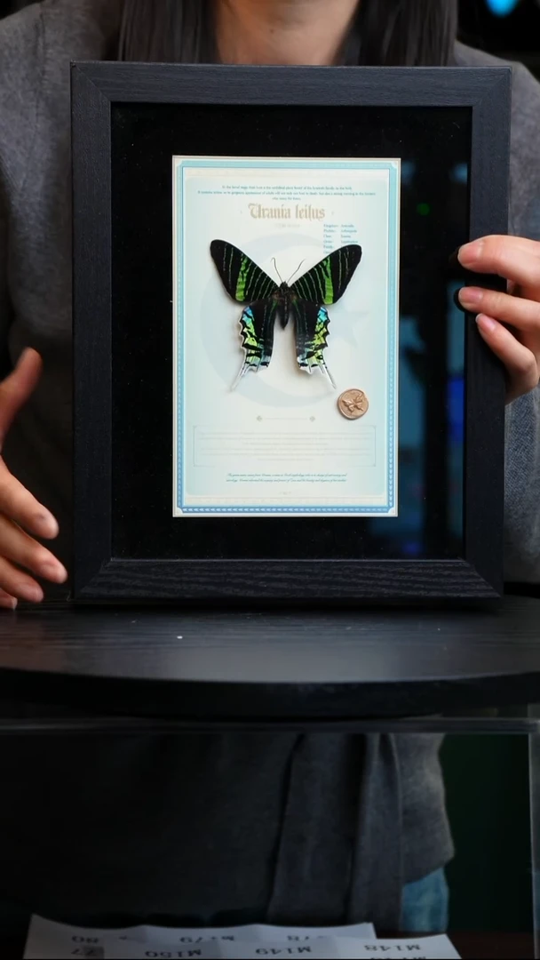 月亮蛾设计款10寸框