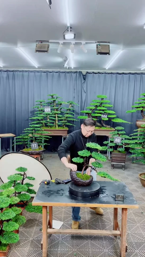 无花朵@*@迎客松11111