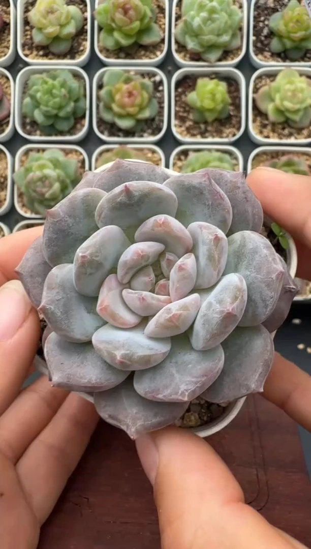 198T带盆土发 当场拍3颗以上包柚 多肉植物 一物一拍