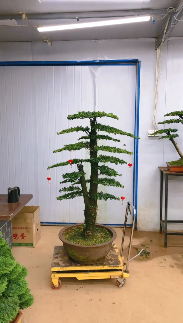 【闪购商品】精品盆景  一物一拍