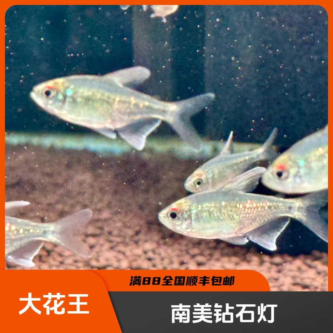 南美钻石灯-小型热带灯科鱼-满88包邮