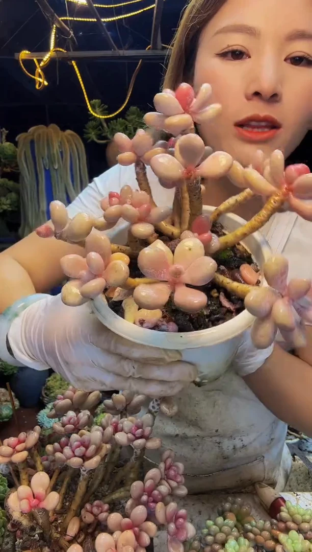 32号一物一拍脱土包邮