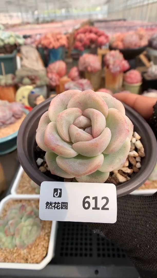 【闪购商品】612冰玉石化一物一拍