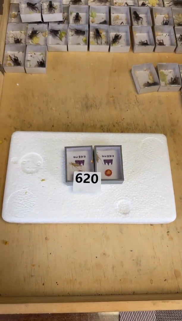 竹蛉两只620