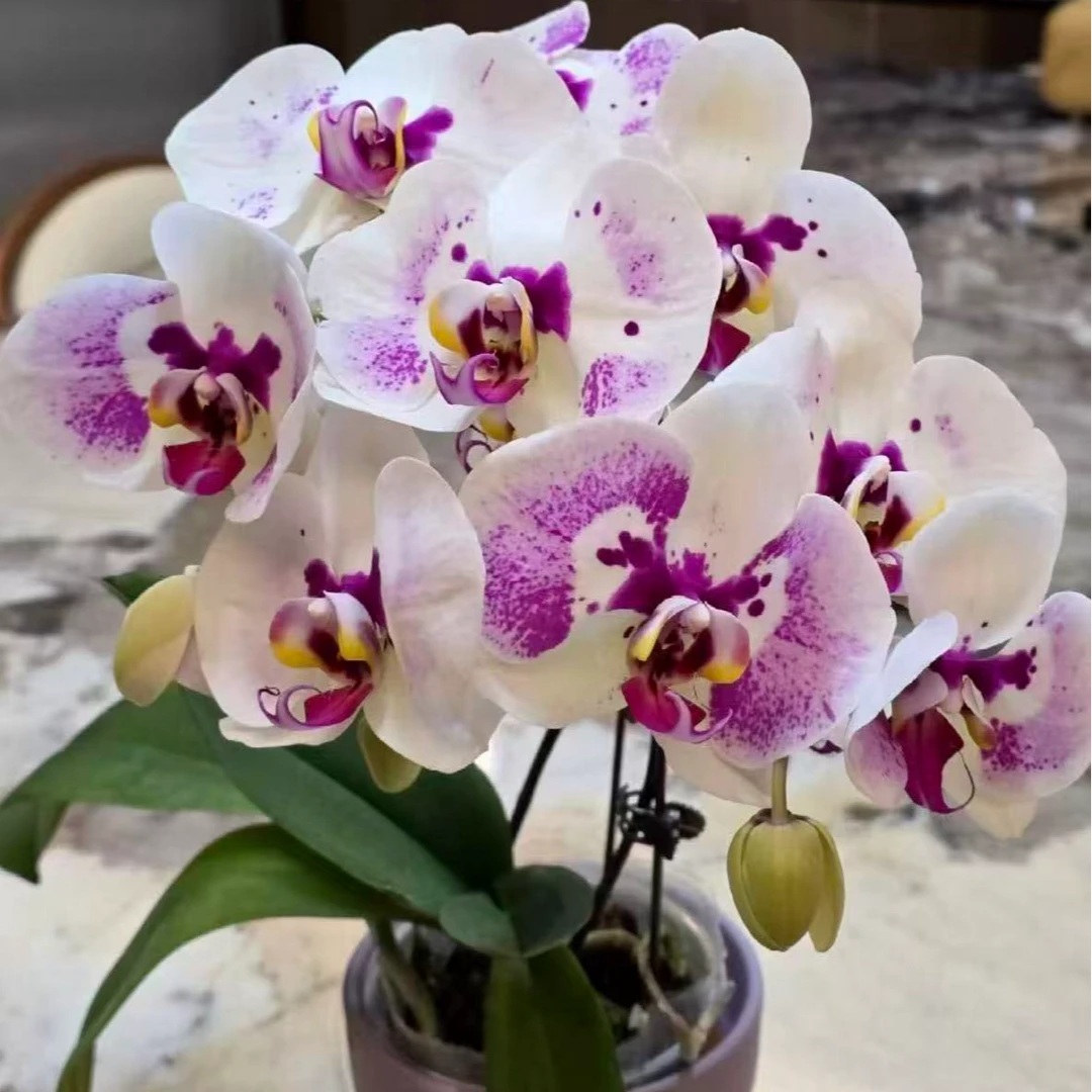 【俏江南】每一朵花都不一样蝴蝶兰~高档、美观室内花卉
