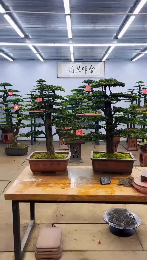 【闪购商品】高端盆景一物一拍，所见即所得