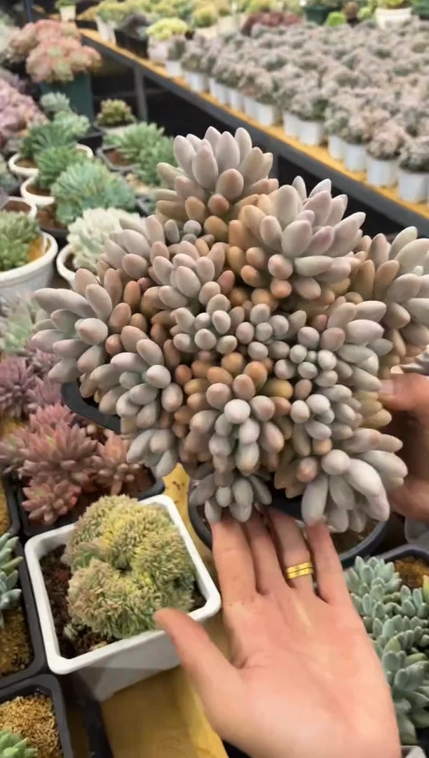汤圆奶