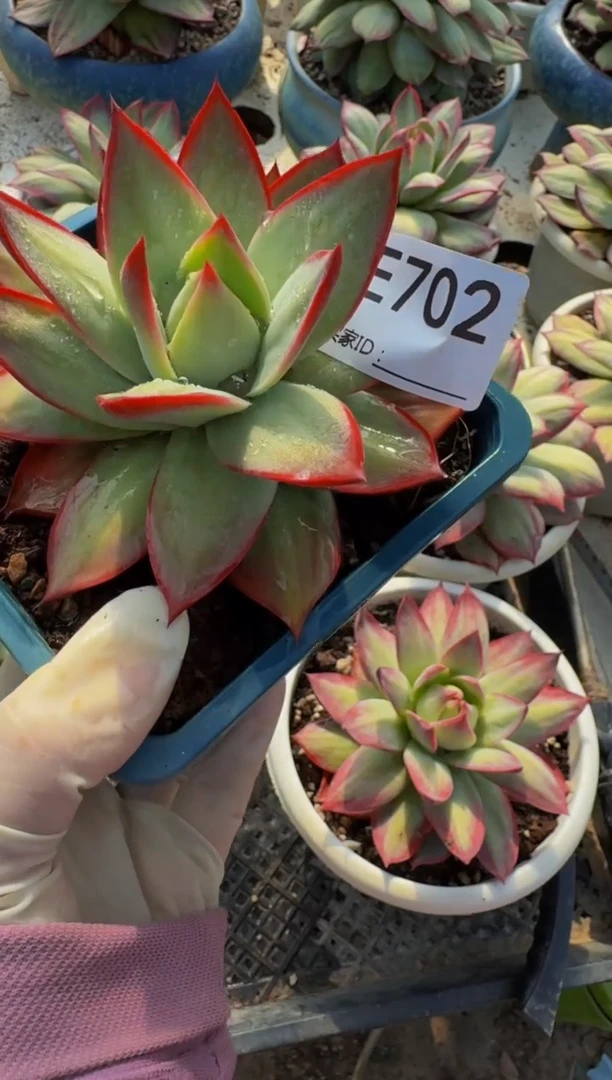 E702惊鸿仙子（裸根发货）