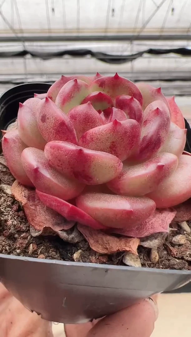 【闪购商品】新款多肉-159