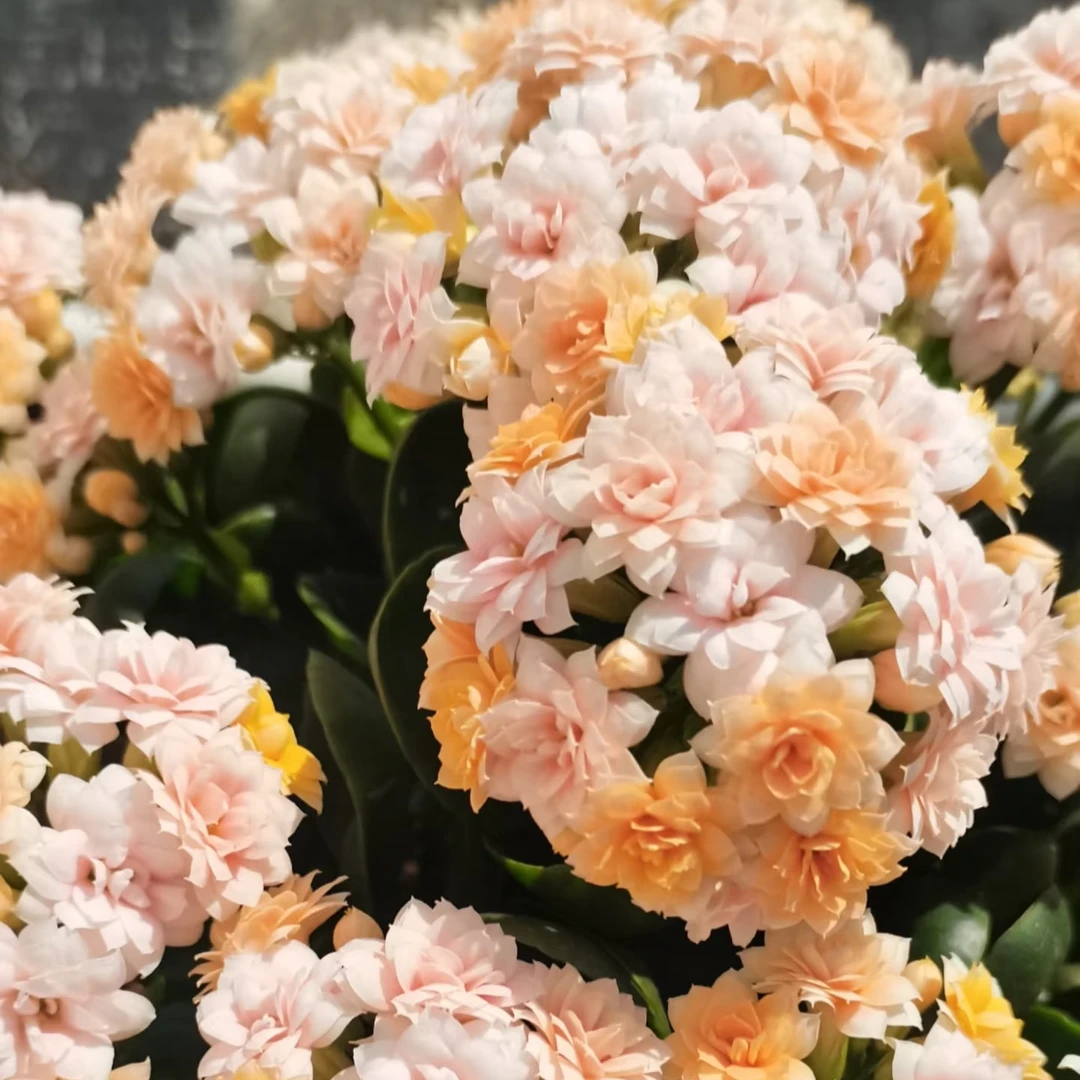 水果糖（满花苞版本）130盆