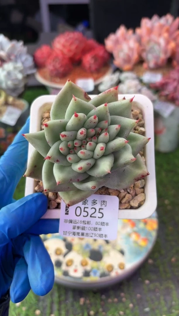 昆明印象多肉0525