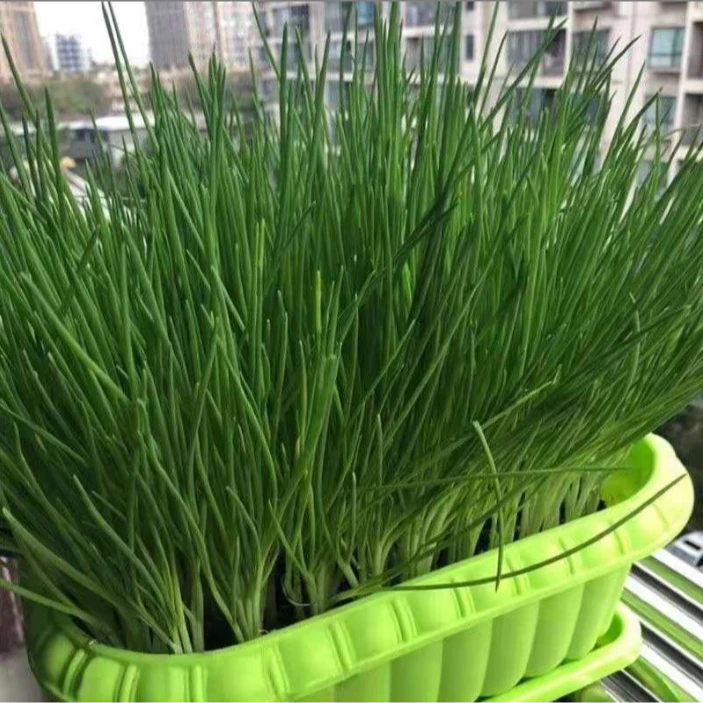 【四季小香葱】阳台盆栽葱香菜小分葱种籽子农家庭院种植蔬菜种籽