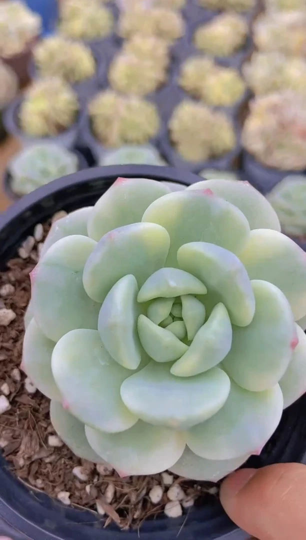 A796-香草锦脱土发（量拍）