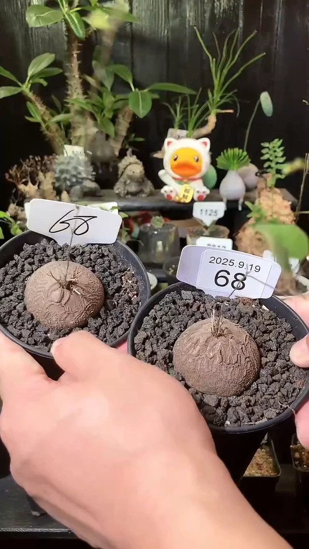 68号919福利南非龟甲龙买1个送1个