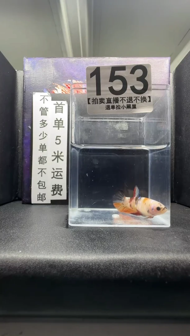 斗鱼母鱼编号：153