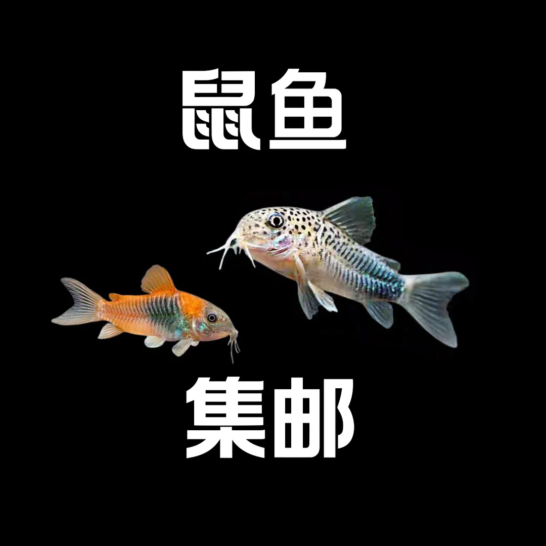 鼠鱼集邮链接 观赏鱼