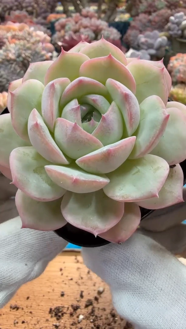 东云多肉园二店-260